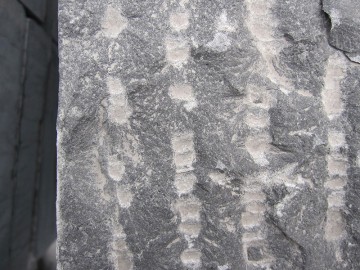 蒙古黑園林地鋪裝飾 石材