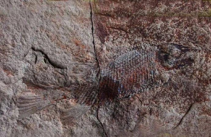 眉山首例！丹棱幸福古村發(fā)現(xiàn)疑距今約一億三千五百萬年的“魚化石”！ 