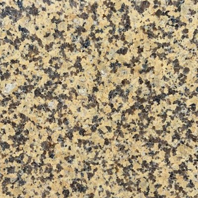 新疆菊花黃 卡拉麥里金 (2)